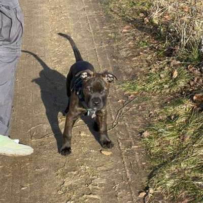 Hundetreffen-Toast sucht neue Freunde-Bild