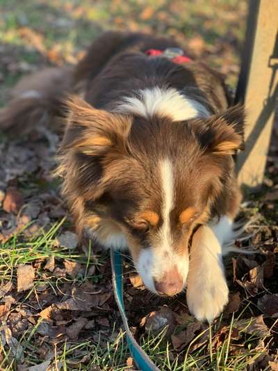 Hundetreffen-Hundetreff in lfd-Bild