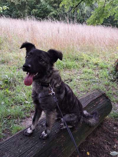 TierschutzhundeStammtisch🐕-Beitrag-Bild