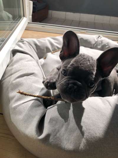 Zeigt her eure Frenchi-Beitrag-Bild