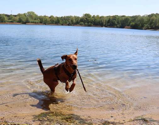 Hundetreffen-Gemeinsame Gassirunden oder Spielrunden-Bild