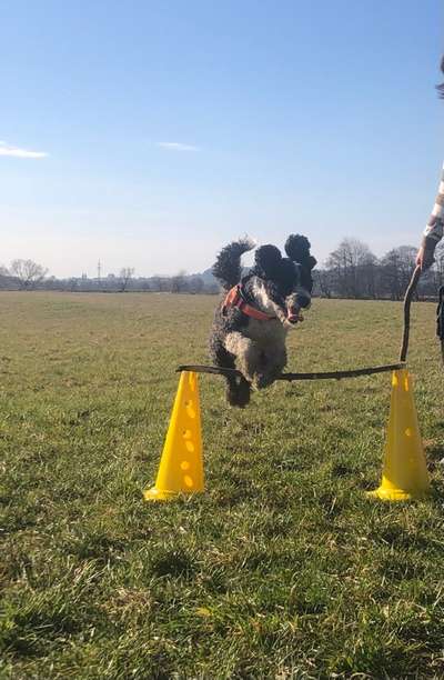 61. Handyfotochallenge - der springende Hund-Beitrag-Bild