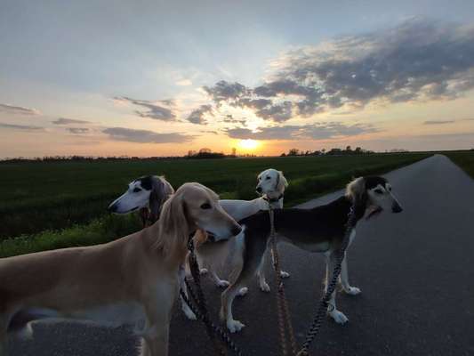 Saluki Besitzerinnen gesucht! Austausch zur Rasse :-)-Beitrag-Bild