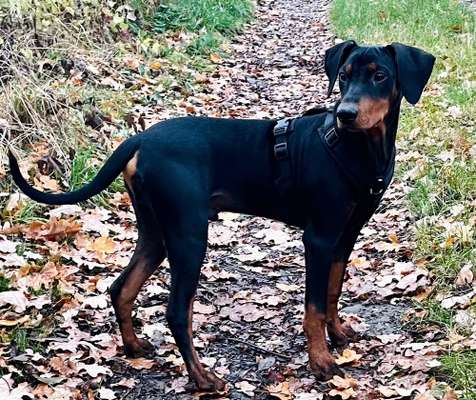 Liebhaber des Deutschen Pinscher gesucht.-Beitrag-Bild