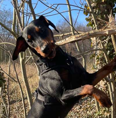 Liebhaber des Deutschen Pinscher gesucht.-Beitrag-Bild