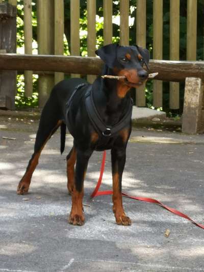 Liebhaber des Deutschen Pinscher gesucht.-Beitrag-Bild