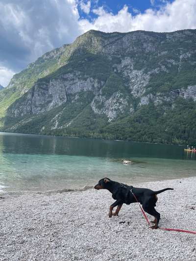 Liebhaber des Deutschen Pinscher gesucht.-Beitrag-Bild