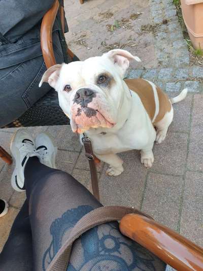 Old English Bulldog-Beitrag-Bild