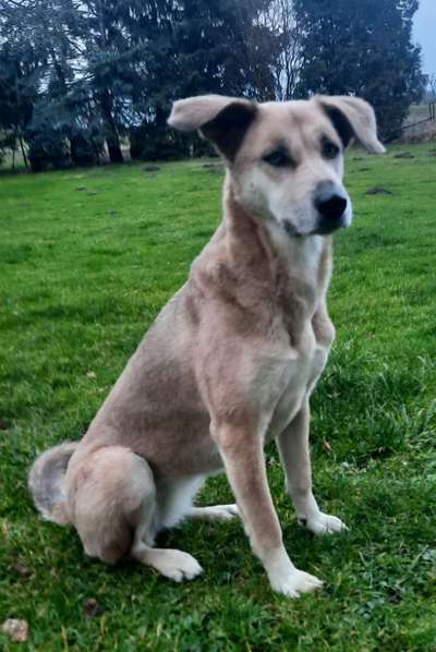 Hundetreffen-Spielen und gemeinsame Spaziergänge-Bild