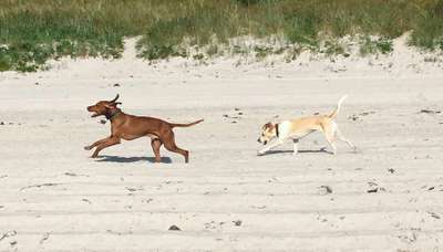 Hundetreffen-Runde im Wald und Wiese-Bild