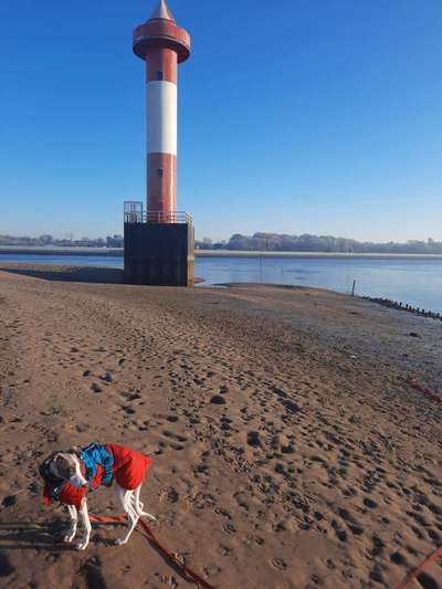 Whippet-Beitrag-Bild