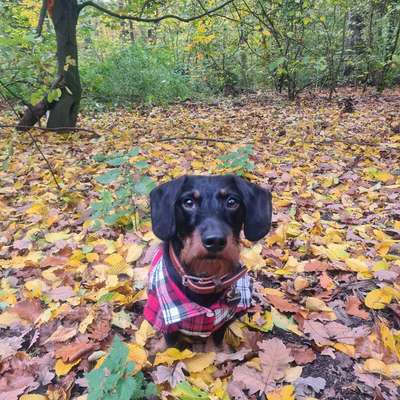 Hundetreffen-Gassitreff Westend/Charlottenburg-Bild