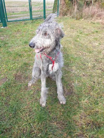 Irischer Wolfshund-Beitrag-Bild