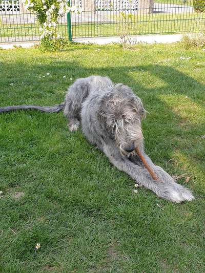 Irischer Wolfshund-Beitrag-Bild