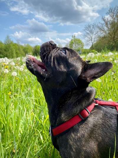 Französische Bulldoggen-Beitrag-Bild