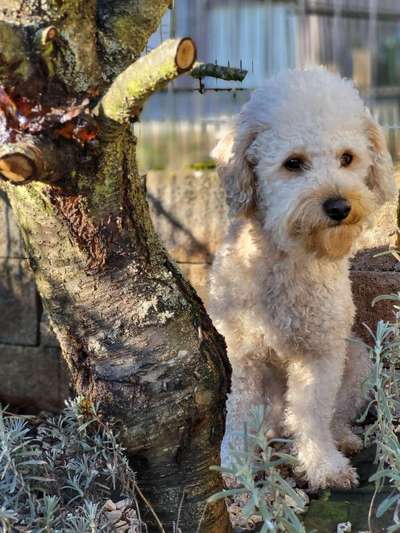 Zeigt her eure Pudel und Pudelmischlinge (:-Beitrag-Bild