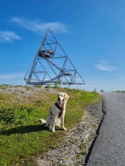 Handy Fotochallenge Nr. 52: Dein Hund mit blauem Himmel-Beitrag-Bild