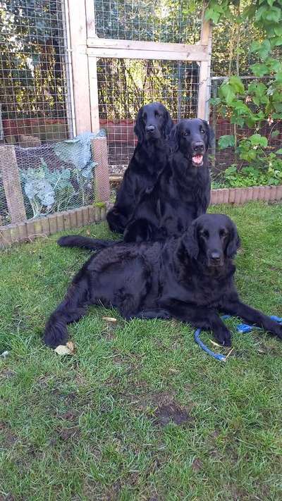 Flat Coated Retriever-Beitrag-Bild