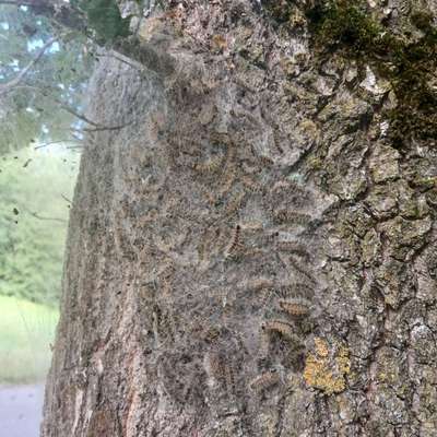 Giftköder-EPS im Ramsbachtal-Bild