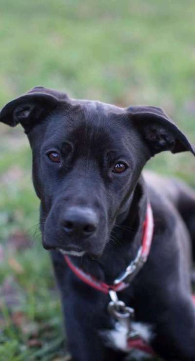 Die Dogorama Kalender Challenge Titelbild-Beitrag-Bild