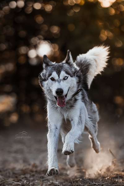 Hundetreffen-Pfotenfreunde gesucht🩶🐾-Bild