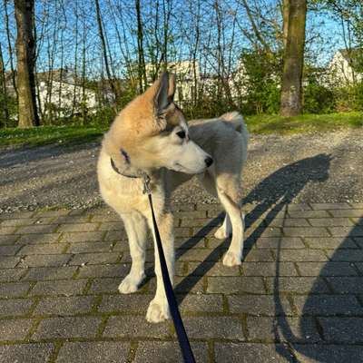 Hundetreffen-Social Walk, Trainingspartner & Kontakte☺️-Bild
