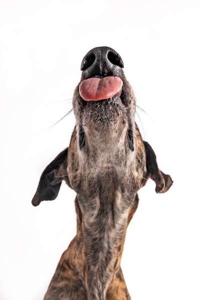 Tongue Out Tuesday-Beitrag-Bild