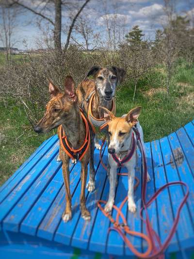 Windhunde - Treffen der besonderen Schönheiten
HERZLICH WILLKOMMEN-Beitrag-Bild