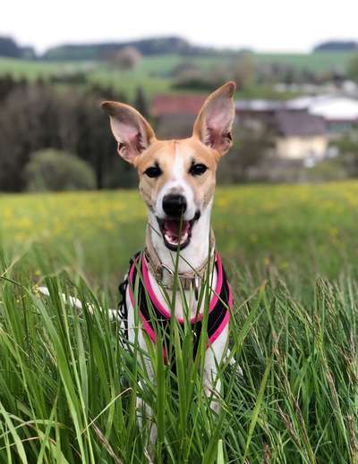 5. Hund im hohen Gras-Beitrag-Bild