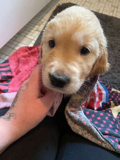 Wo sind die Golden Retriever Liebhaber?-Beitrag-Bild