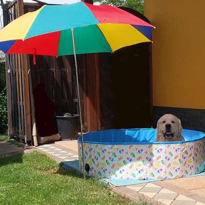 aktuelles Foto Gruppe Golden Retriever