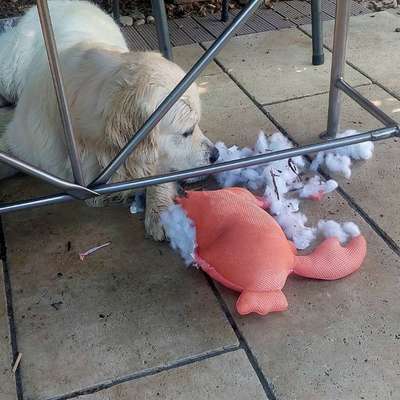 aktuelles Foto Gruppe Golden Retriever