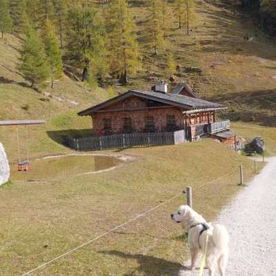 aktuelles Foto Gruppe Die schönsten Abenteuer mit Hund in Österreich 🇦🇹 Wandern, Baden und Ausflugstipps