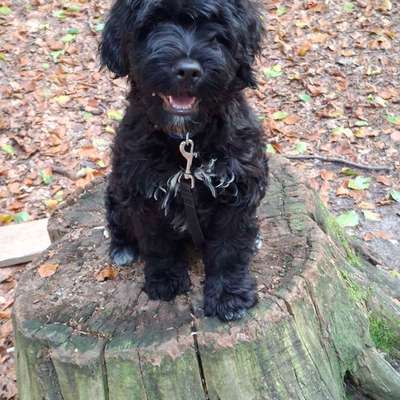 Hundetreffen-Welpen,Junghundetreffen im Wassenberger Wald-Bild