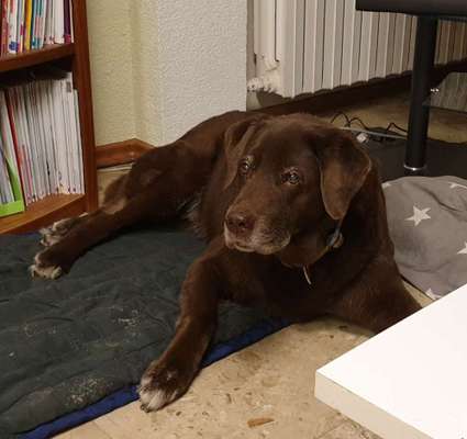 Unsere Fellnasen im Regenbogenland-Beitrag-Bild