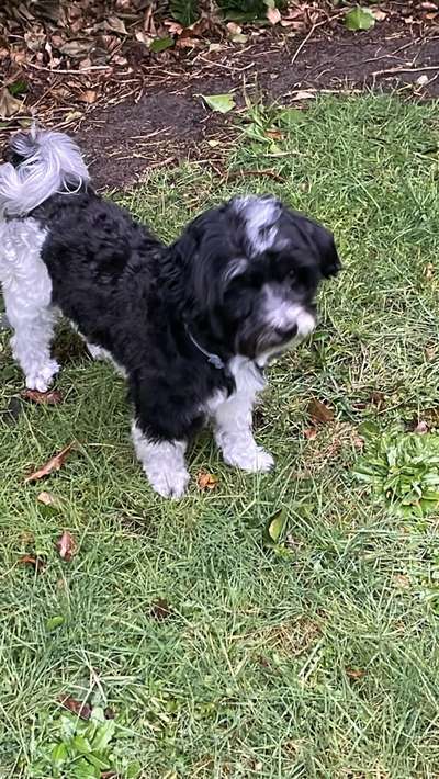 Havaneser-Beitrag-Bild