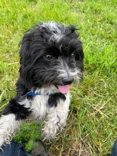 Havaneser-Beitrag-Bild