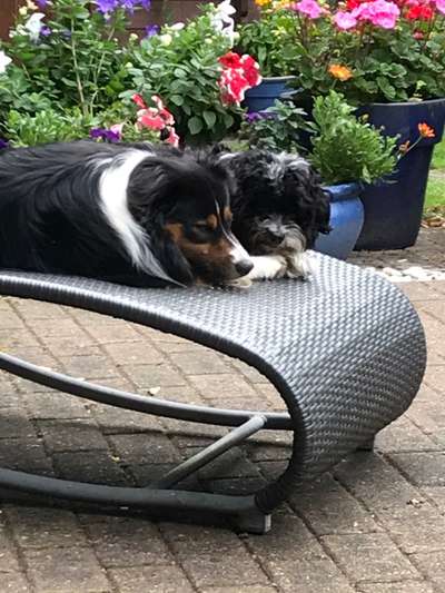 Die Dogorama Monats Challenge "Es grünt und blüht"-Beitrag-Bild