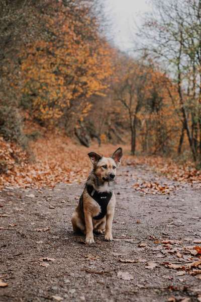 Fotochallenge No. 26                                     Wald und Wiese-Beitrag-Bild