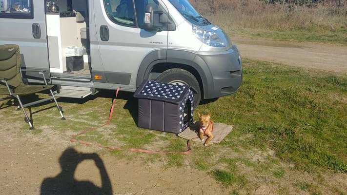 Mein Hund verhält sich neuerdings seltsam beim Autofahren-Beitrag-Bild