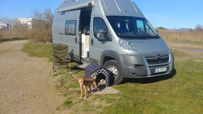 Mein Hund verhält sich neuerdings seltsam beim Autofahren-Beitrag-Bild