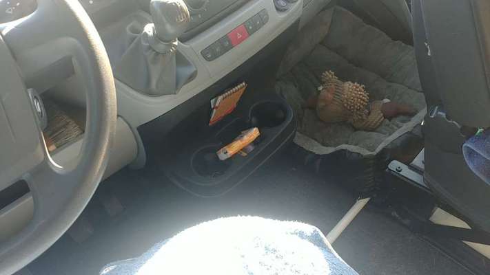 Mein Hund verhält sich neuerdings seltsam beim Autofahren-Beitrag-Bild