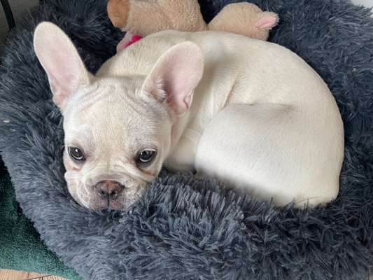 Französische Bulldoggen-Beitrag-Bild