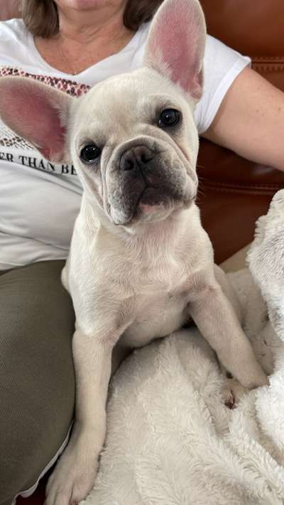 Französische Bulldoggen-Beitrag-Bild