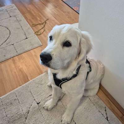 Hundetreffen-Spieletreffen/ Gassi gehen St.Peter und Umgebung-Bild