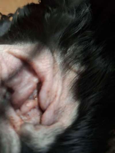 Ohr entzündet?-Beitrag-Bild