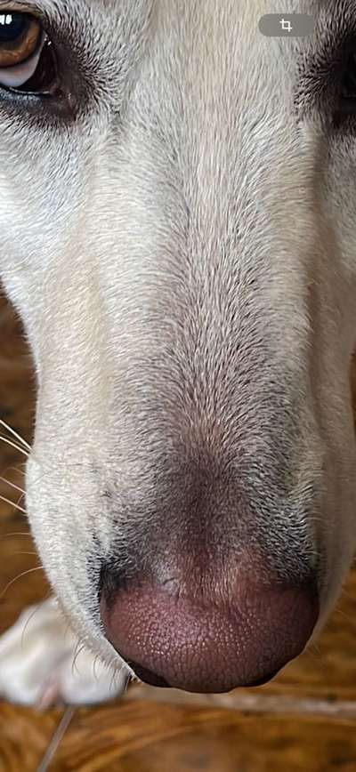 Sieht der Nasenrücken für euch normal aus?-Beitrag-Bild