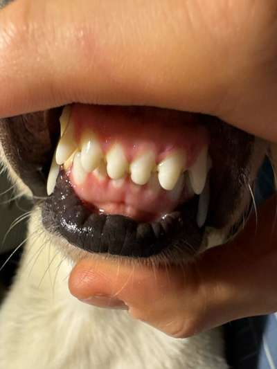 Sehen die Zähne normal aus?-Beitrag-Bild