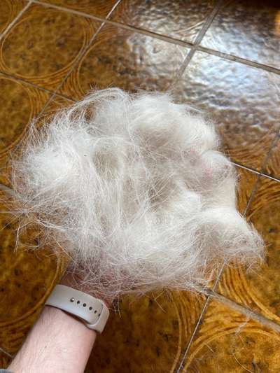 So viele Haare - ist das normal?-Beitrag-Bild