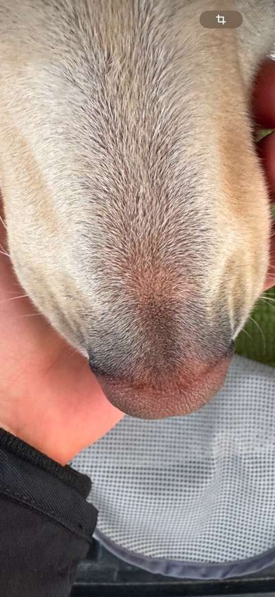 Sieht der Nasenrücken für euch normal aus?-Beitrag-Bild